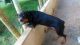 Rottweiler Puppies for sale in Vijayawada, Andhra Pradesh 520001, India. price: 25000 INR