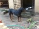 Rottweiler Puppies for sale in Kollam, Kerala 691001, India. price: 9500 INR