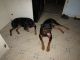 Rottweiler Puppies for sale in Tarboro, NC 27886, USA. price: NA