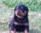 Rottweiler Puppies for sale in Brandon, FL, USA. price: $700