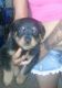 Rottweiler Puppies for sale in Aiken, SC, USA. price: NA