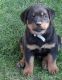 Rottweiler Puppies for sale in Winter Park, FL, USA. price: NA