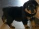 Rottweiler Puppies for sale in Palm Bay, FL, USA. price: NA