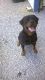 Rottweiler Puppies for sale in Fayetteville, NC, USA. price: $650
