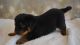 Rottweiler Puppies for sale in Selma, IN 47383, USA. price: $450