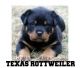 Rottweiler Puppies for sale in Texas, USA. price: NA