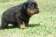 Rottweiler Puppies for sale in Lincoln, NE, USA. price: $500