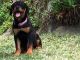 Rottweiler Puppies for sale in Manama, Bahrain. price: 120 BHD