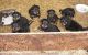 Rottweiler Puppies for sale in Brenton, WV 24818, USA. price: NA