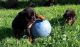 Rottweiler Puppies for sale in Fort Yukon, AK 99740, USA. price: NA