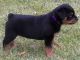 Rottweiler Puppies for sale in Fort Collins, CO, USA. price: NA