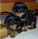 Rottweiler Puppies for sale in Chuathbaluk, AK, USA. price: NA