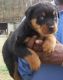 Rottweiler Puppies for sale in St Pete Beach, FL, USA. price: NA