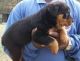Rottweiler Puppies for sale in Wichita, KS, USA. price: NA