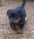 Rottweiler Puppies for sale in Bar Harbor, ME, USA. price: NA