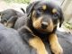 Rottweiler Puppies for sale in Jackson, MS, USA. price: NA