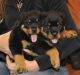 Rottweiler Puppies for sale in Omaha, NE, USA. price: NA