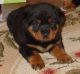 Rottweiler Puppies for sale in Providence, RI, USA. price: NA