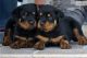 Rottweiler Puppies for sale in Murfreesboro, TN, USA. price: NA