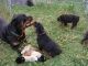 Rottweiler Puppies for sale in Canaan, VT, USA. price: NA
