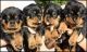 Rottweiler Puppies for sale in Newport News, VA, USA. price: NA