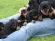 Rottweiler Puppies for sale in Alum Creek, WV, USA. price: NA