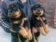 Rottweiler Puppies for sale in Corpus Christi, TX, USA. price: NA