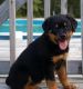 Rottweiler Puppies for sale in Peoria, IL, USA. price: NA