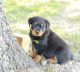 Rottweiler Puppies for sale in Lake City, IA 51449, USA. price: NA