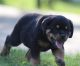 Rottweiler Puppies for sale in Clawson, MI, USA. price: NA