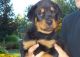 Rottweiler Puppies for sale in Clarksville, TN, USA. price: NA