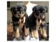 Rottweiler Puppies for sale in Billings, MT, USA. price: NA
