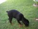 Rottweiler Puppies for sale in Long Beach, CA, USA. price: NA