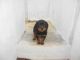 Rottweiler Puppies for sale in Thiruvananthapuram, Kerala 695001, India. price: 7500 INR
