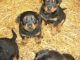 Rottweiler Puppies for sale in Tampa, FL, USA. price: NA
