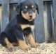 Rottweiler Puppies for sale in Brandon, FL, USA. price: $500