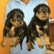 Rottweiler Puppies for sale in Mangaluru, Karnataka 575001-575022, India. price: 15000 INR