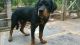 Rottweiler Puppies for sale in Vijayawada, Andhra Pradesh 520001, India. price: 17000 INR