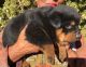 Rottweiler Puppies for sale in Anaheim, CA, USA. price: NA