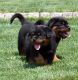Rottweiler Puppies for sale in Little Rock, AR, USA. price: NA