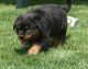 Rottweiler Puppies for sale in Little Rock, AR, USA. price: NA