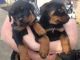 Rottweiler Puppies for sale in Albuquerque, NM, USA. price: NA