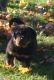 Rottweiler Puppies for sale in Bay Shore, NY, USA. price: NA