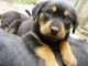 Rottweiler Puppies for sale in Brownsville, TX, USA. price: NA