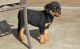 Rottweiler Puppies for sale in Adamstown, MD 21710, USA. price: NA