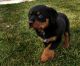 Rottweiler Puppies for sale in Bear Branch, KY 41714, USA. price: NA