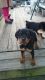 Rottweiler Puppies for sale in Carrollton, KY 41008, USA. price: NA