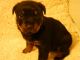 Rottweiler Puppies for sale in Norton, VA 24273, USA. price: NA