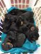 Rottweiler Puppies for sale in Baytown, TX, USA. price: NA