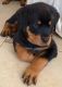 Rottweiler Puppies for sale in Augusta, GA, USA. price: $250